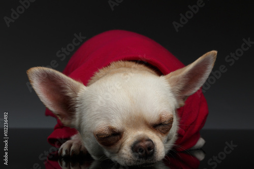 Closeup Portrait Sleeping Chihuahua dog on Blue background © seregraff