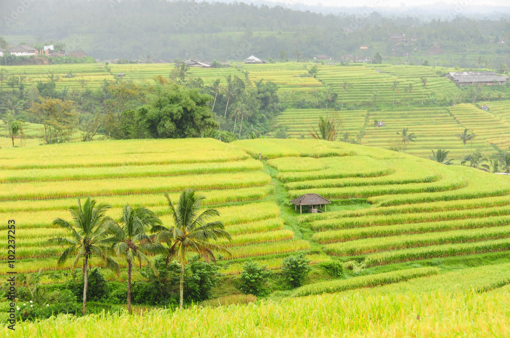 Weiter Blick über Reis Terrassen auf Bali, Indonesien