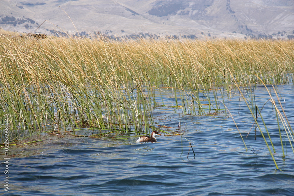 Fototapeta premium Wild Nature of Bolivia. Duck in reeds of Titicaca lake, Copacabana, Bolivia, South America
