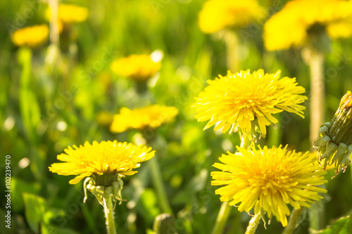 Fototapeta Naklejka Na Ścianę i Meble -  Meadow with grass and dandelion flowers