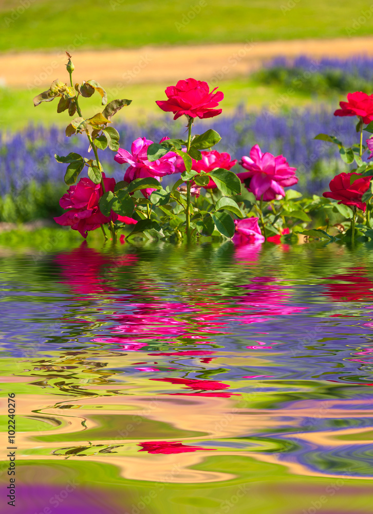 Water Ripple and reflections of Flora on water Water Ripple and reflections of Flora on water