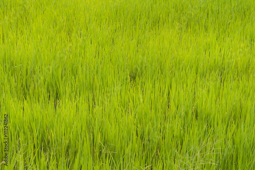 Rice fields