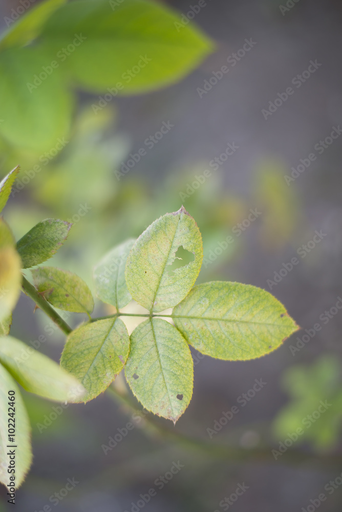 green leaves with holes green leaves with holes