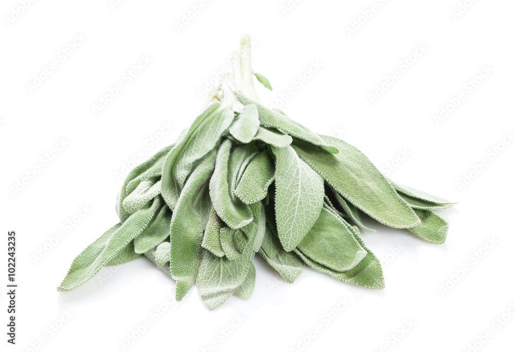 Fresh garden sage herb