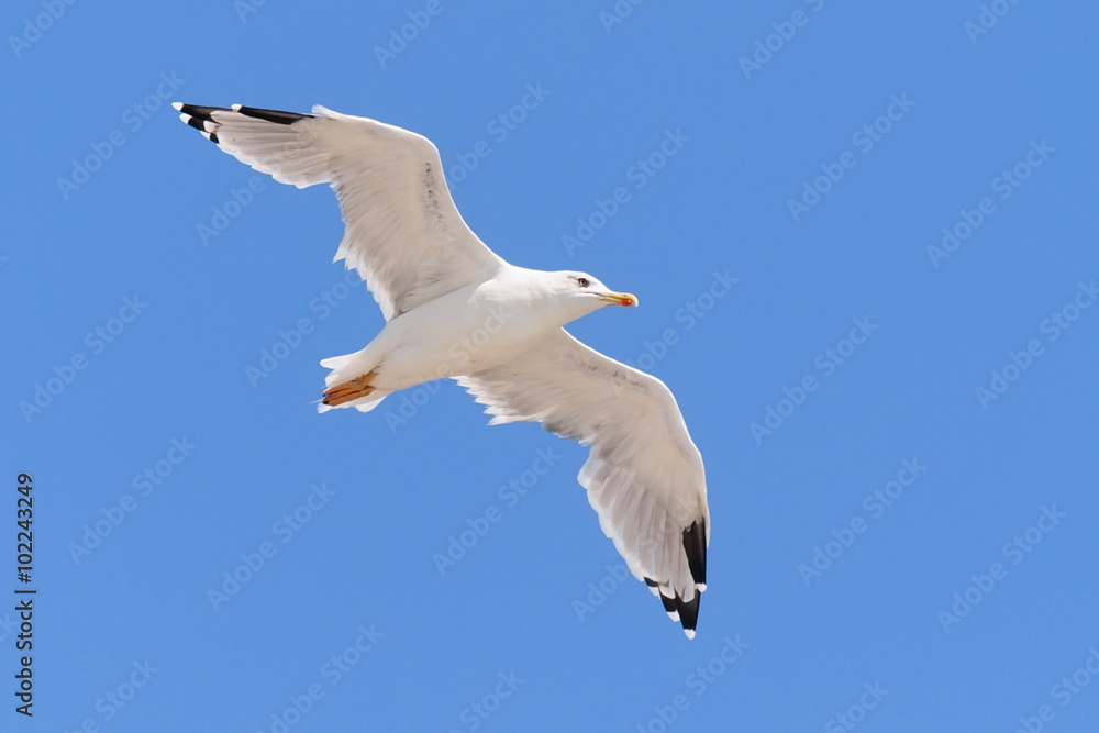 Fototapeta premium Seagull flying in a clear blue sky.
