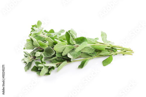 Fresh garden oregano herb