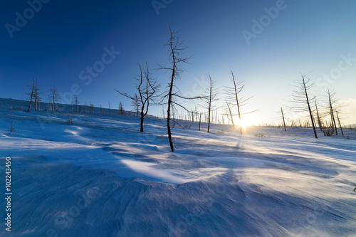 Two trees on a snowy hillside.