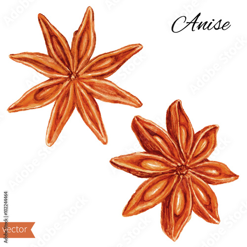 Star anise illustration isolated on white background. Hand drawn sketch. Design food elements. Series of food and ingredients for cooking.