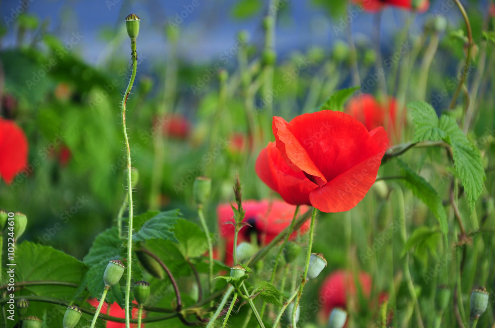 Poppy flowers in a grain field Poppy flowers in a grain field