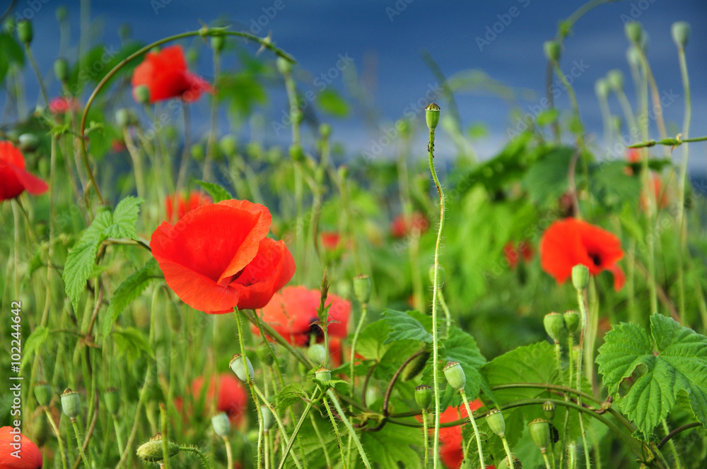 Obraz premium Poppy flowers