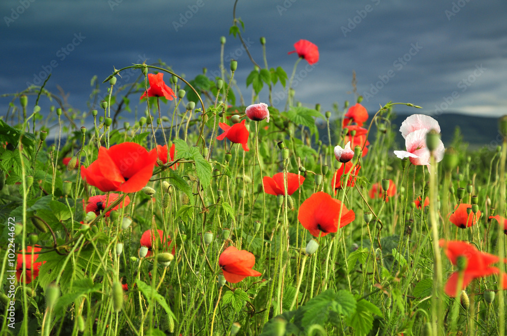 Fototapeta premium Poppy flowers in a meadow