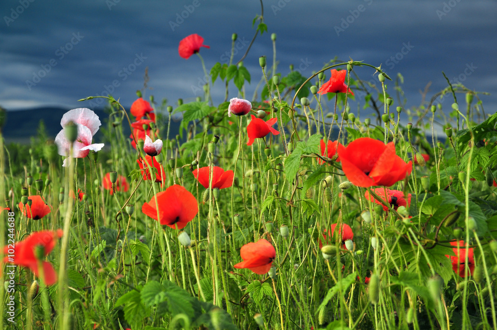 Fototapeta premium Poppy flowers