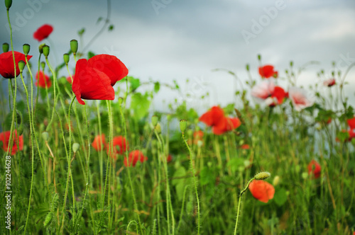 Countryside full with poppy flowers
