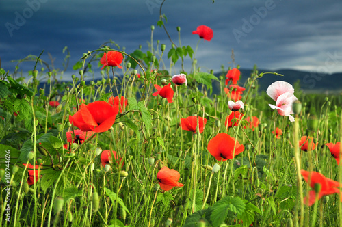 Poppy flowers, papaver in a field