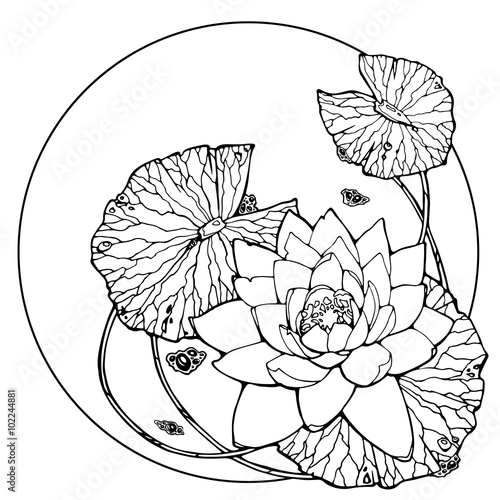 illustration with water lily; lotus flower