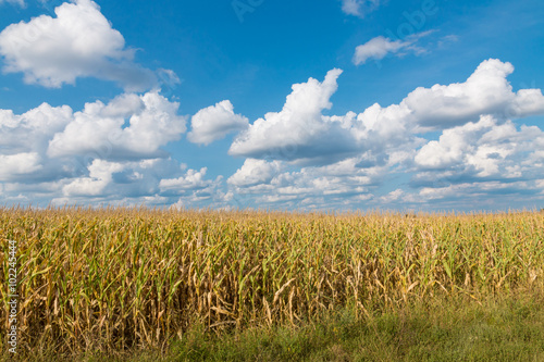 Yellow corn field and blue sky at late summer.