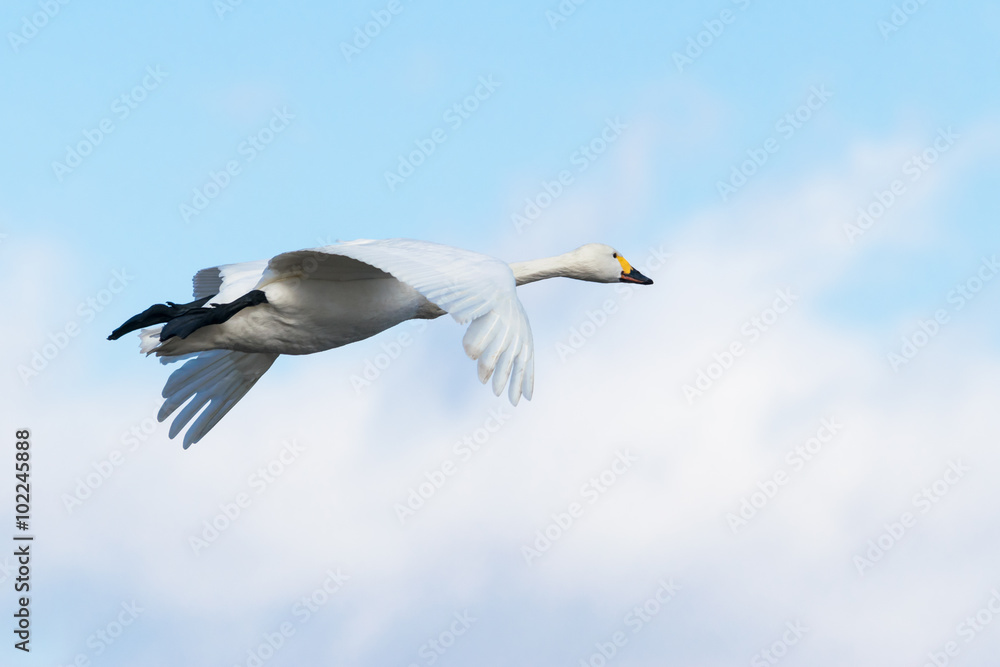 Obraz premium 飛ぶ白鳥