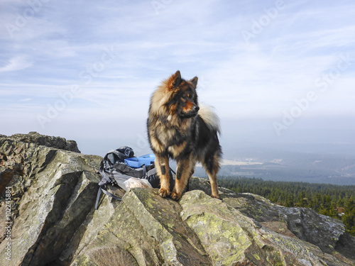 Wandern mit dem Hund/ Aussicht