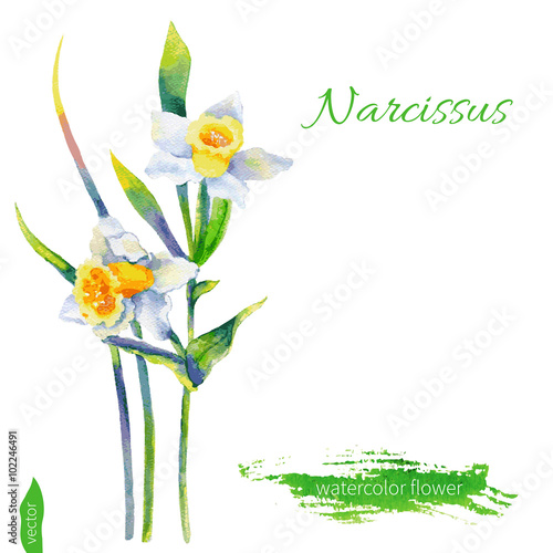 Narcissus flower, watercolor illustration isolated on white background. Vector hand drawn illustration. Floral design elements.