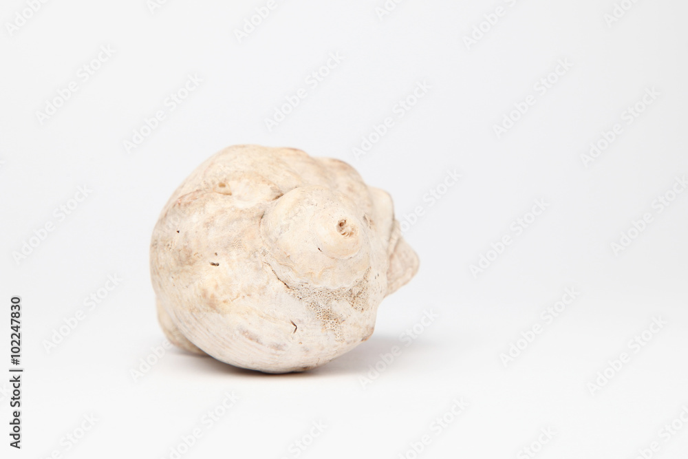 Sea shell Sea shell