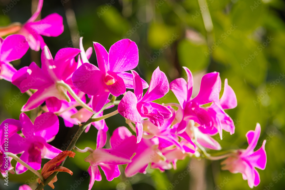 Purple orchids under the sunlight