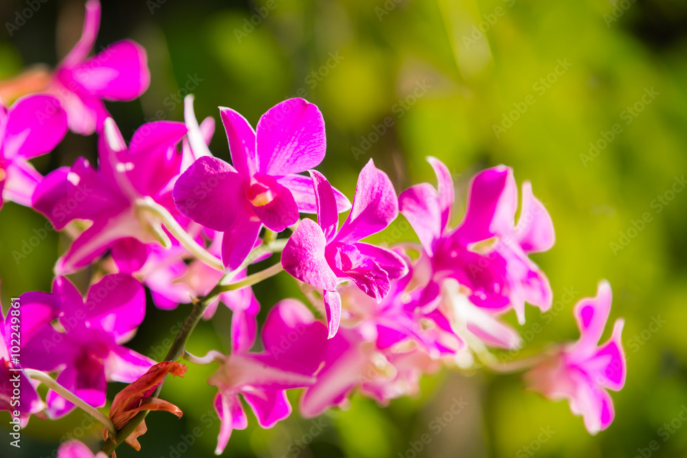 Purple orchids under the sunlight