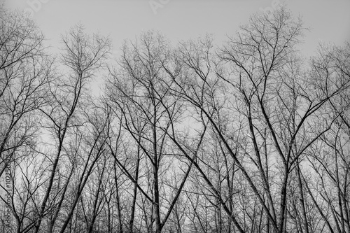 silhouette of tree branches