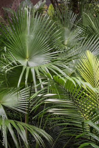 Green tropical palm tree leaves
