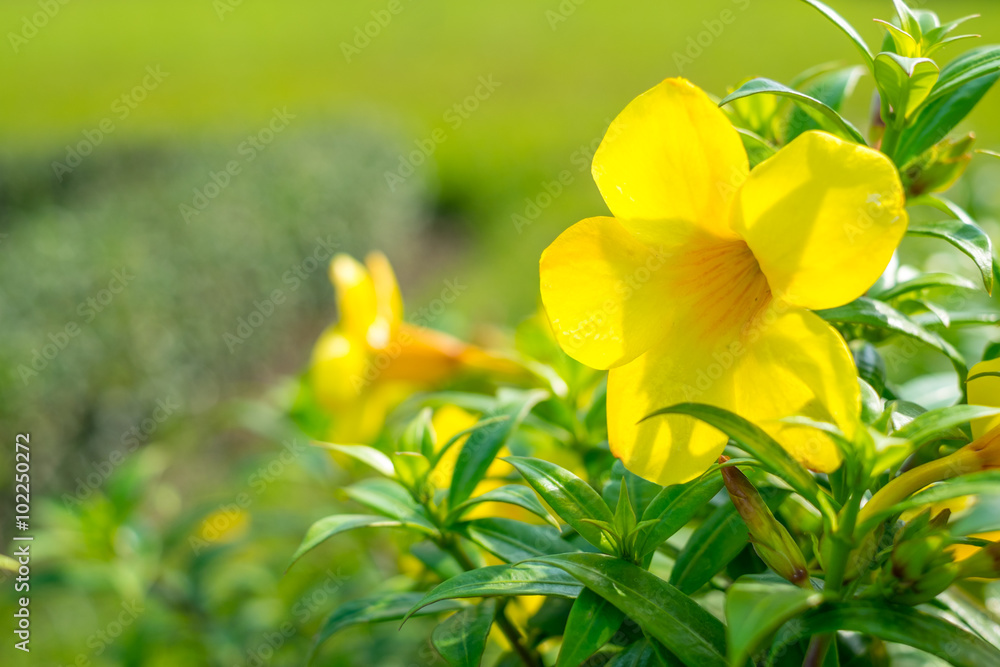 Fototapeta premium Allamanda Flower