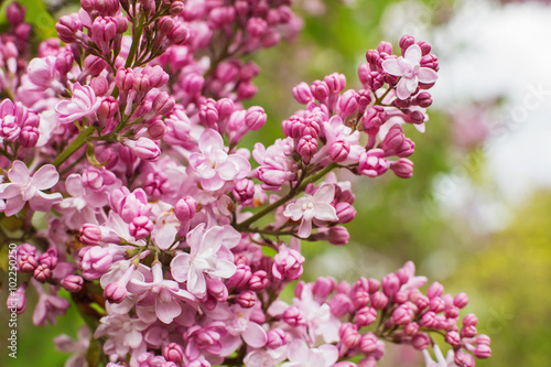 branch with spring lilac flowers closeup