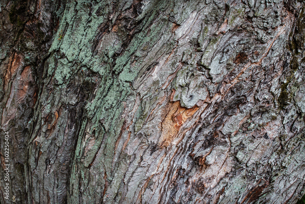 tree bark bent wave texture closeup tree bark bent wave texture closeup