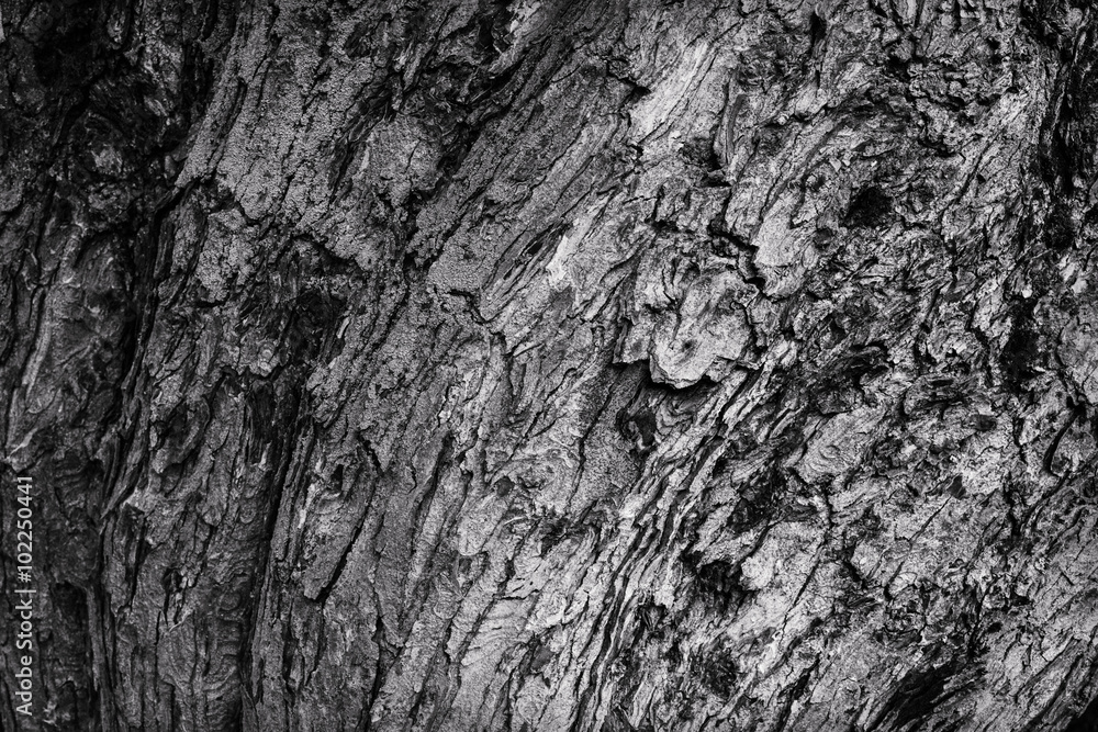 tree bark black and white texture tree bark black and white texture