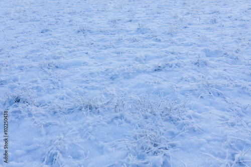 Grassland field at winter