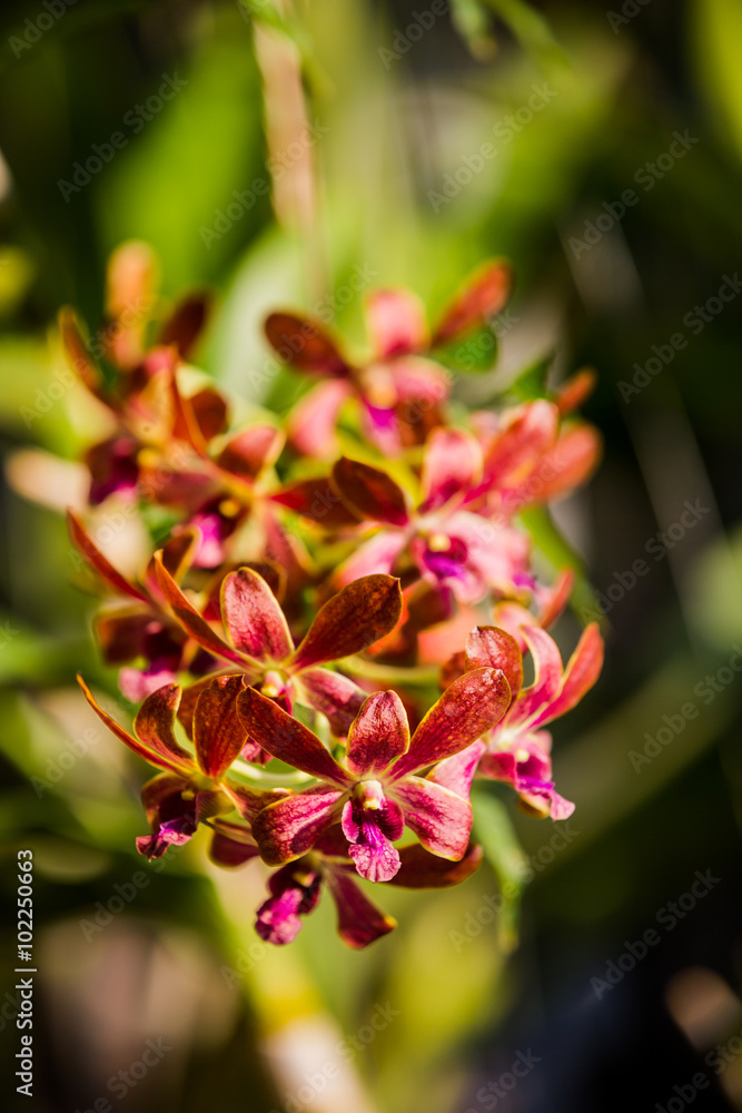 Purple orchids under the sunlight Purple orchids under the sunlight