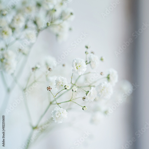 Small White Flowers Gypsophila paniculata blurred, selective