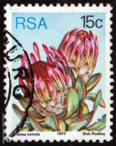 Obraz na płótnie Postage stamp South Africa 1977 Broad-leaf Sugarbush, Flowering w salonie