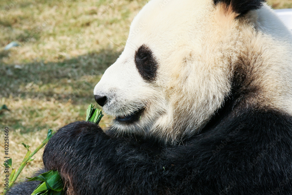 Obraz premium Panda eating bamboo