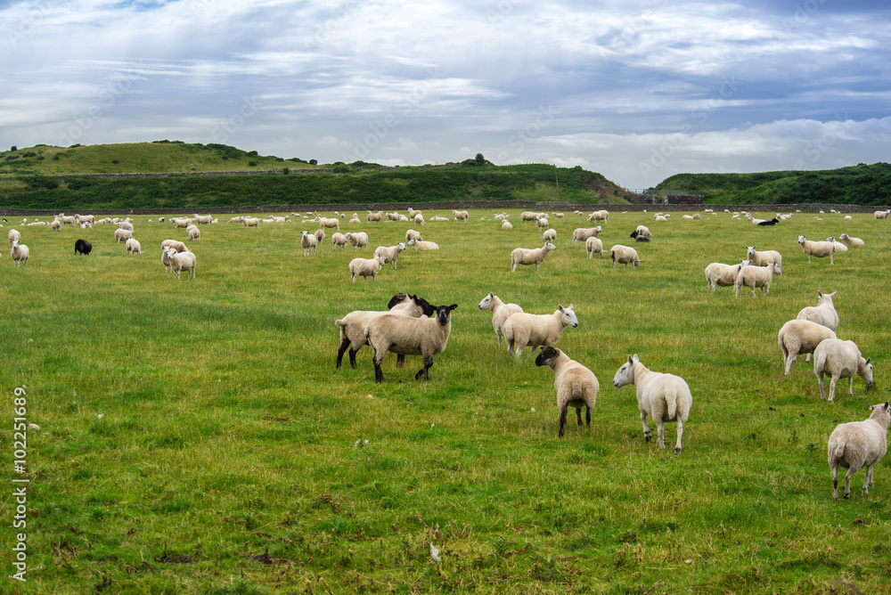 Helmsdale sheep