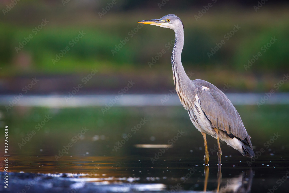 The Grey Heron The Grey Heron