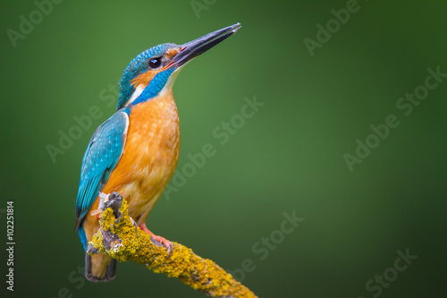 The Common KIngfisher