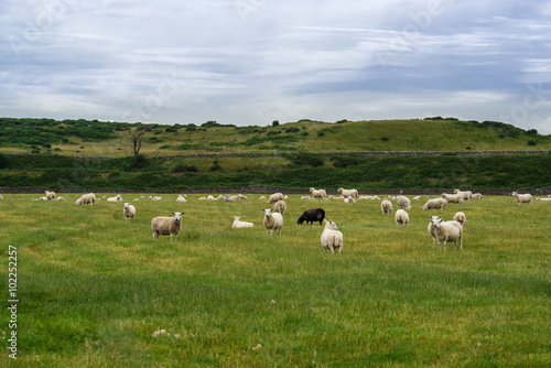 Helmsdale sheep