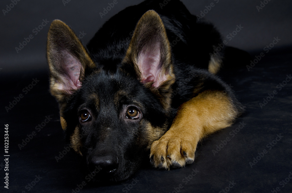 Sad German shepherd puppy on the black background (with focus on the eyes)