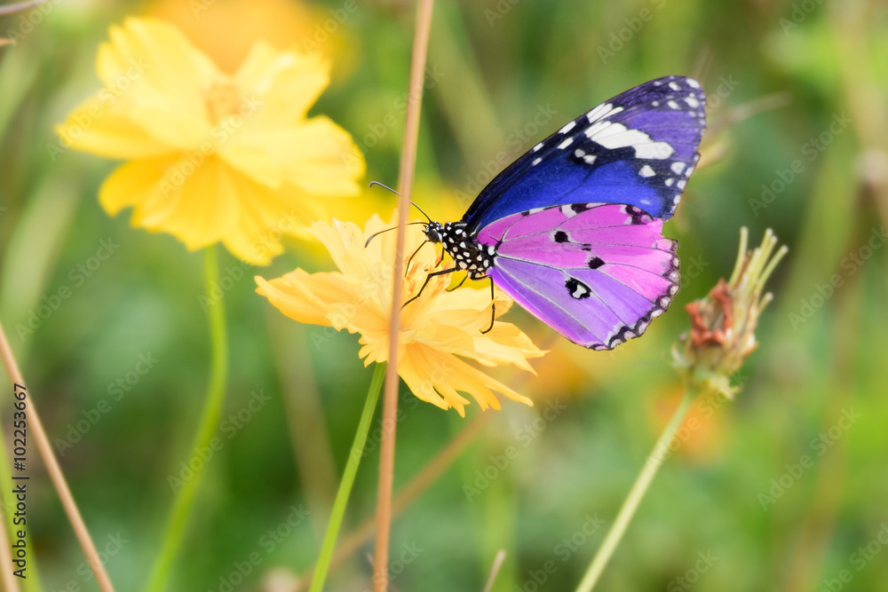 Fototapeta premium colorful butterfly on the yellow flower