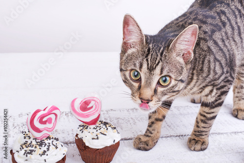 Charming cat licks a chocolate cake for Valentine's Day