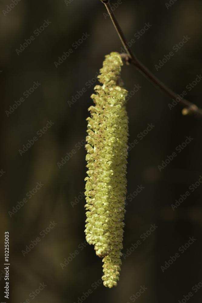 Floraison mâle du noisetier