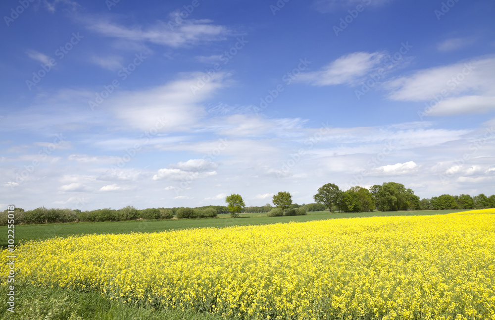 Canola Fields in Northern Germany. Blue sky.