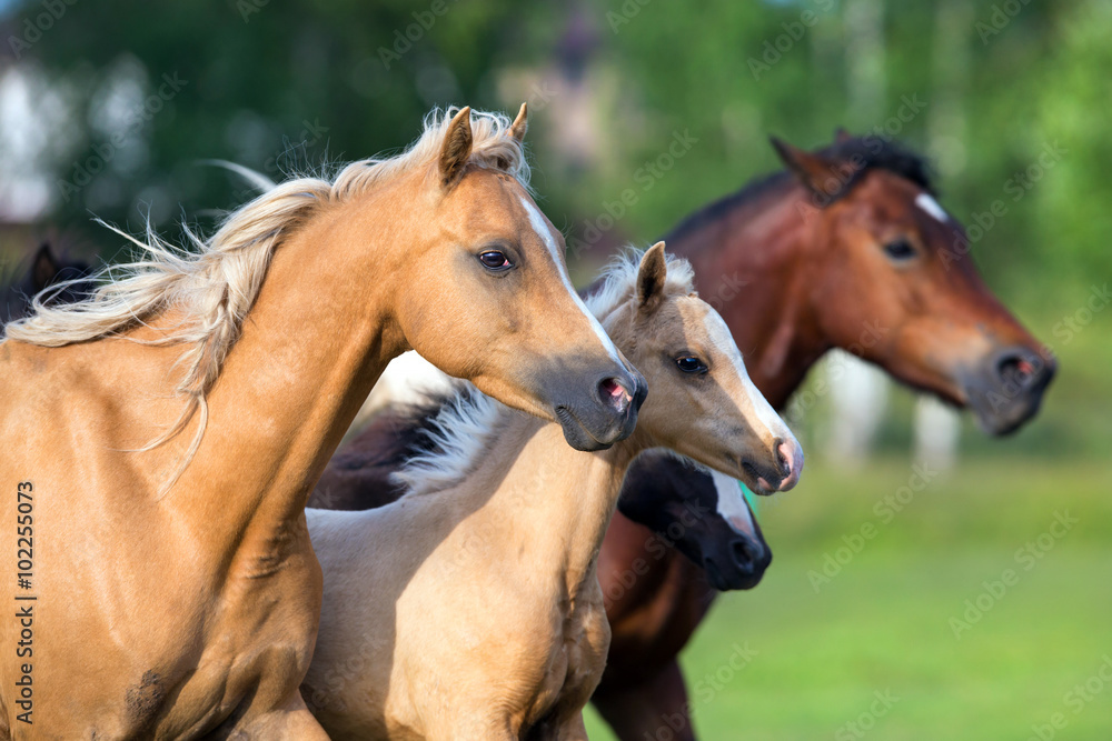 Horses running in field on summer background Horses running in field on summer background