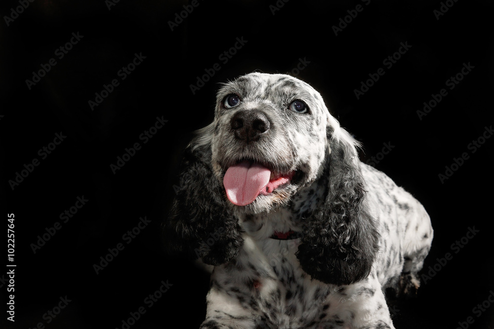 Cocker spaniel top spotted