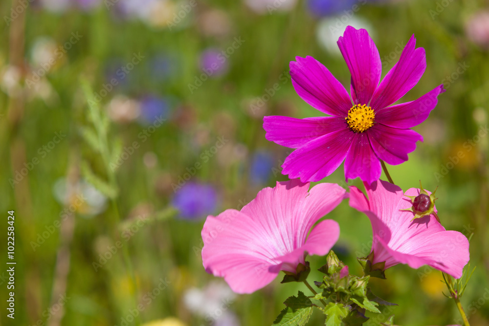 Wildflowers on a meadow in a sunny day Wildflowers on a meadow in a sunny day