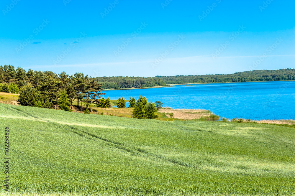 Naklejka premium Landscape of fields of grain by the lake. Dirt road among fields